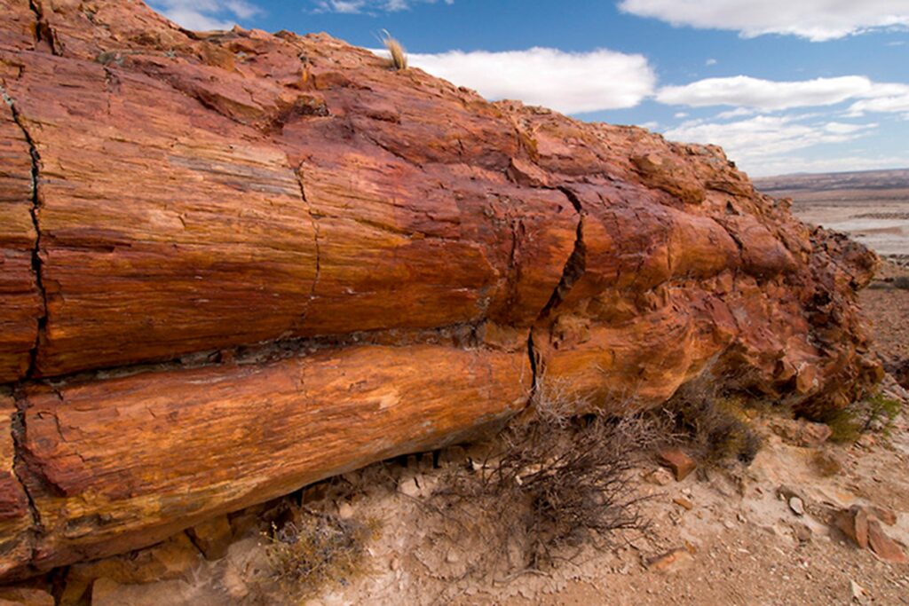 Bosque Petrificado